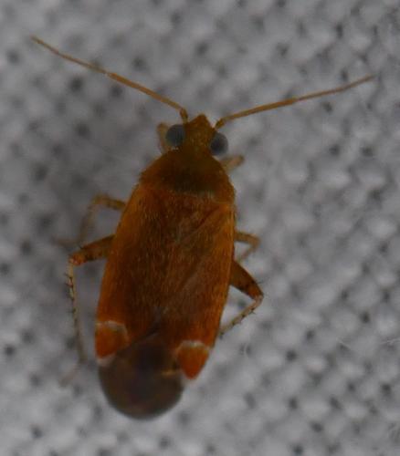 Psallus sp.